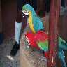 parrots1