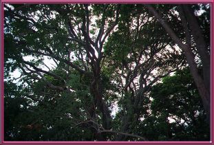 Beautiful Tree outside the Fortress of Santa Rosa on Isla Margarita